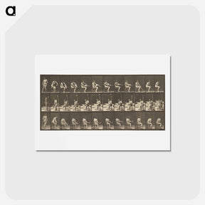 アートポストカード-Animal Locomotion
 - エドワード マイブリッジ Postcard.