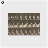 アートポストカード-Animal Locomotion
 - エドワード マイブリッジ Postcard.