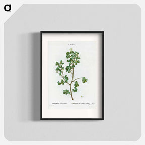アートポスター-European buckthorn - ピエール ジョゼフ ルドゥーテ Poster.