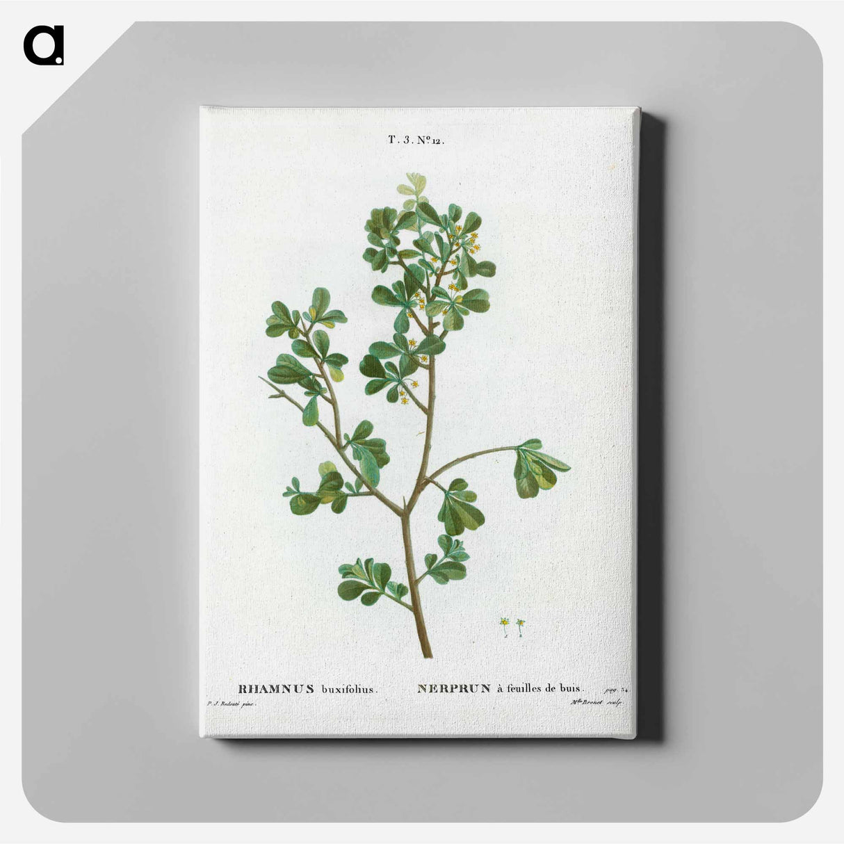 アートパネル-European buckthorn - ピエール ジョゼフ ルドゥーテ Canvas.