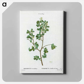 アートパネル-European buckthorn - ピエール ジョゼフ ルドゥーテ Canvas.