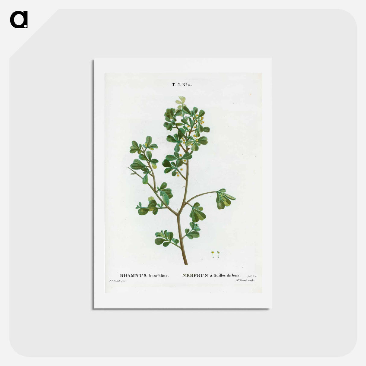 アートポストカード-European buckthorn - ピエール ジョゼフ ルドゥーテ Postcard.