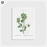 アートポストカード-European buckthorn - ピエール ジョゼフ ルドゥーテ Postcard.