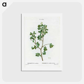 アートポストカード-European buckthorn - ピエール ジョゼフ ルドゥーテ Postcard.