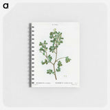 European buckthorn - ピエール ジョゼフ ルドゥーテ Memo.
