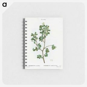 アートメモ帳-European buckthorn - ピエール ジョゼフ ルドゥーテ Memo.