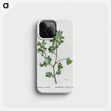 European buckthorn - ピエール ジョゼフ ルドゥーテ Phone Case.