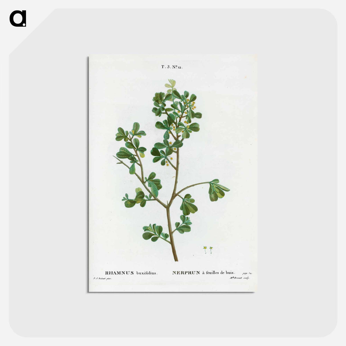 アートポストカード-European buckthorn - ピエール ジョゼフ ルドゥーテ Postcard.