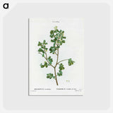 アートポストカード-European buckthorn - ピエール ジョゼフ ルドゥーテ Postcard.