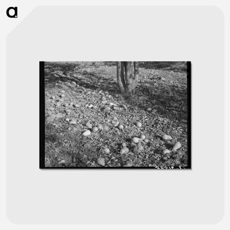 アートポストカード-Rotting Pears
 - ラッセル リー Postcard.