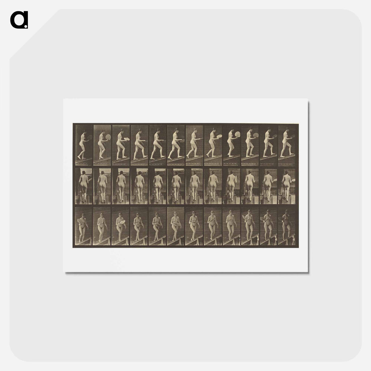 アートポストカード-Animal Locomotion
 - エドワード マイブリッジ Postcard.