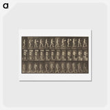 アートポストカード-Animal Locomotion
 - エドワード マイブリッジ Postcard.