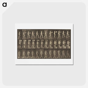 アートポストカード-Animal Locomotion
 - エドワード マイブリッジ Postcard.