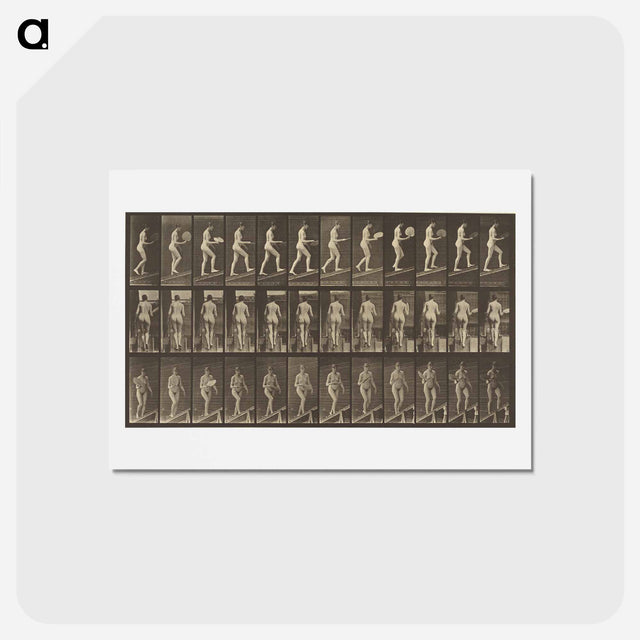 アートポストカード-Animal Locomotion
 - エドワード マイブリッジ Postcard.