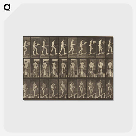 アートポストカード-Animal Locomotion
 - エドワード マイブリッジ Postcard.