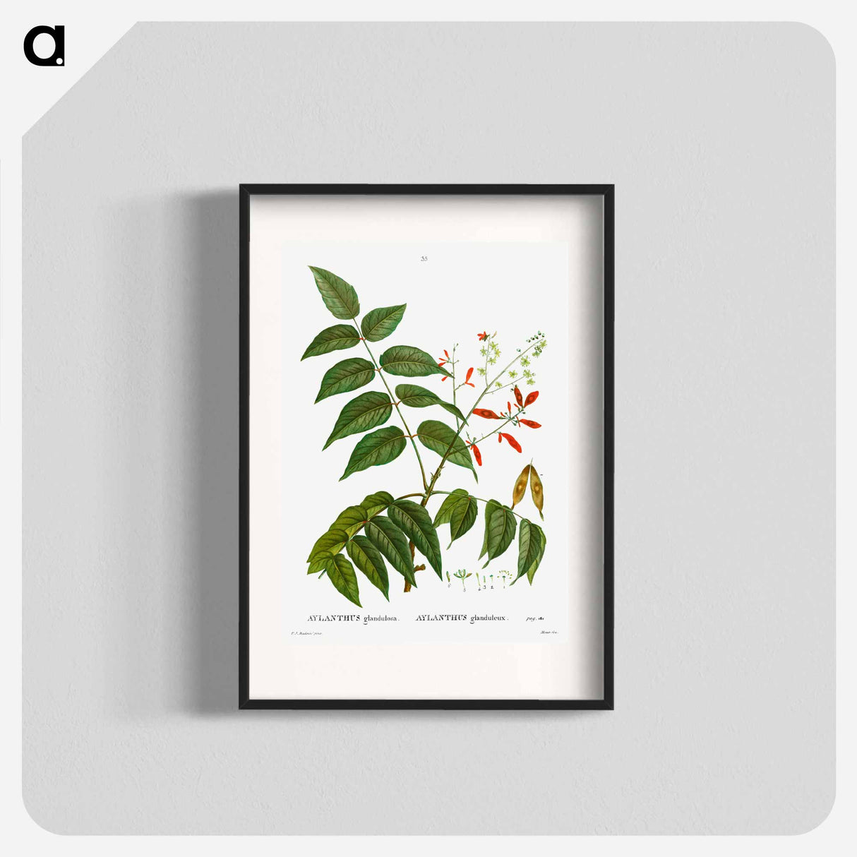 Tree of heaven - Pierre Joseph Redouté Poster.