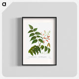 Tree of heaven - Pierre Joseph Redouté Poster.
