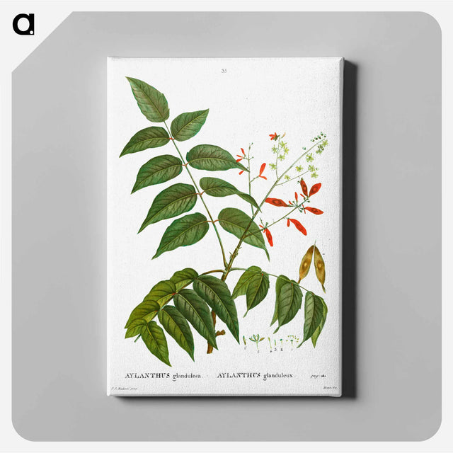 アートパネル-Tree of heaven - ピエール ジョゼフ ルドゥーテ Canvas.
