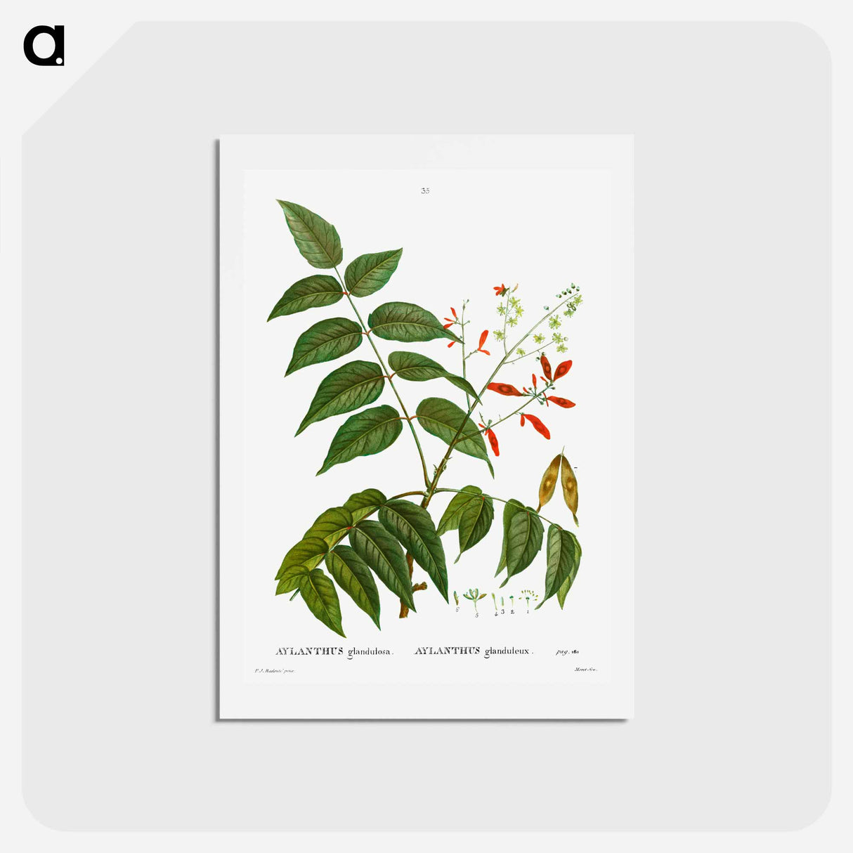 アートポストカード-Tree of heaven - ピエール ジョゼフ ルドゥーテ Postcard.