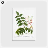 アートポストカード-Tree of heaven - ピエール ジョゼフ ルドゥーテ Postcard.