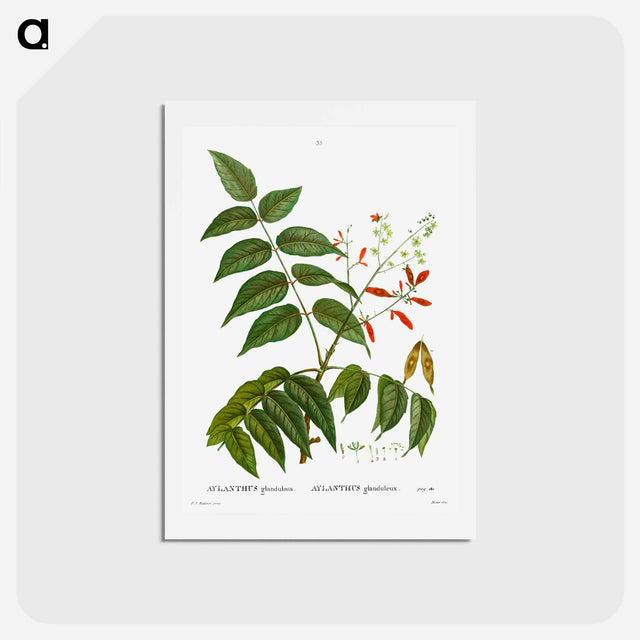 アートポストカード-Tree of heaven - ピエール ジョゼフ ルドゥーテ Postcard.