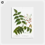アートポストカード-Tree of heaven - ピエール ジョゼフ ルドゥーテ Postcard.