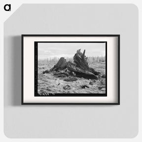 アートポスター-Cedar stump pile which is being burned off in field - ドロテア ラング Poster.