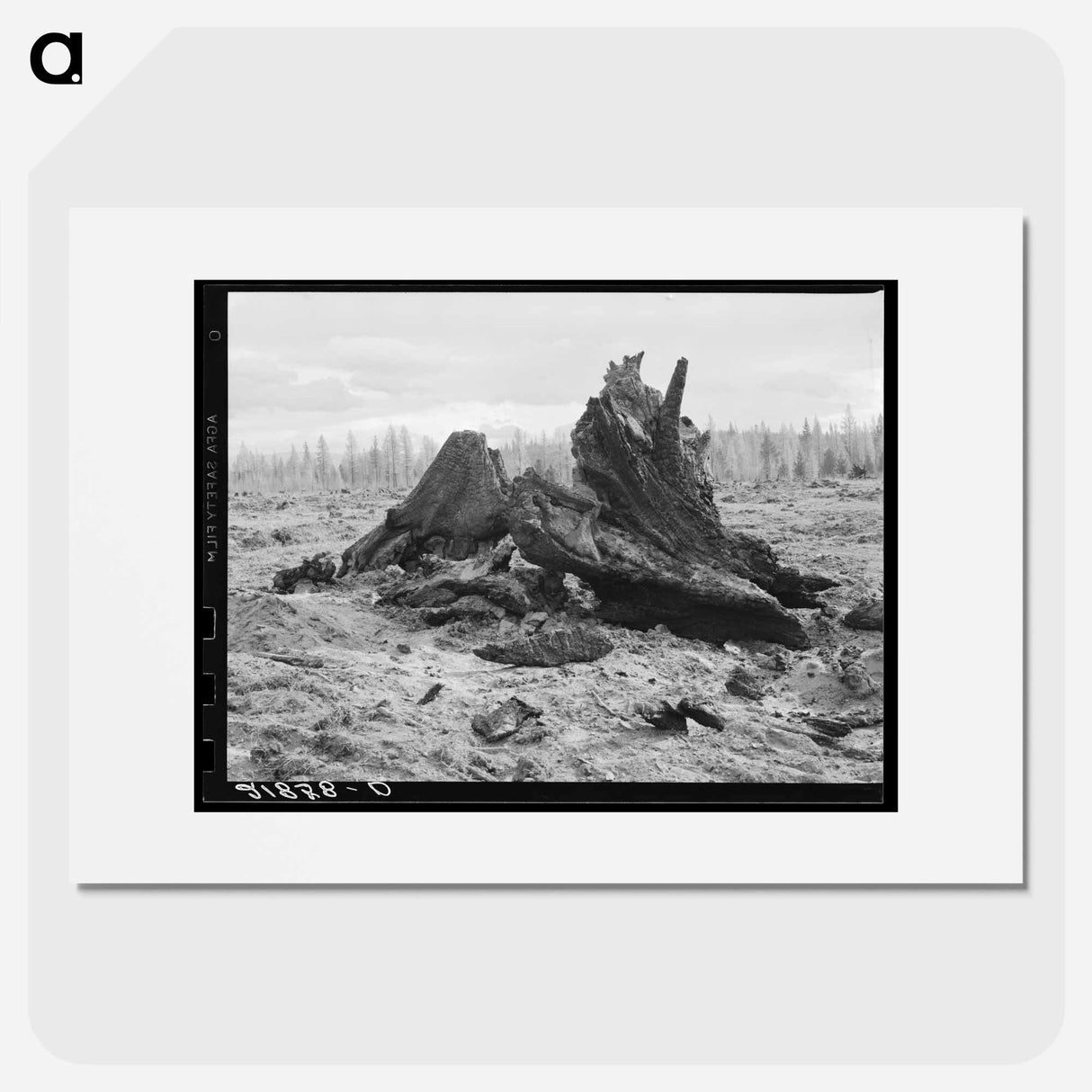 Cedar stump pile which is being burned off in field - Dorothea Lange Poster.