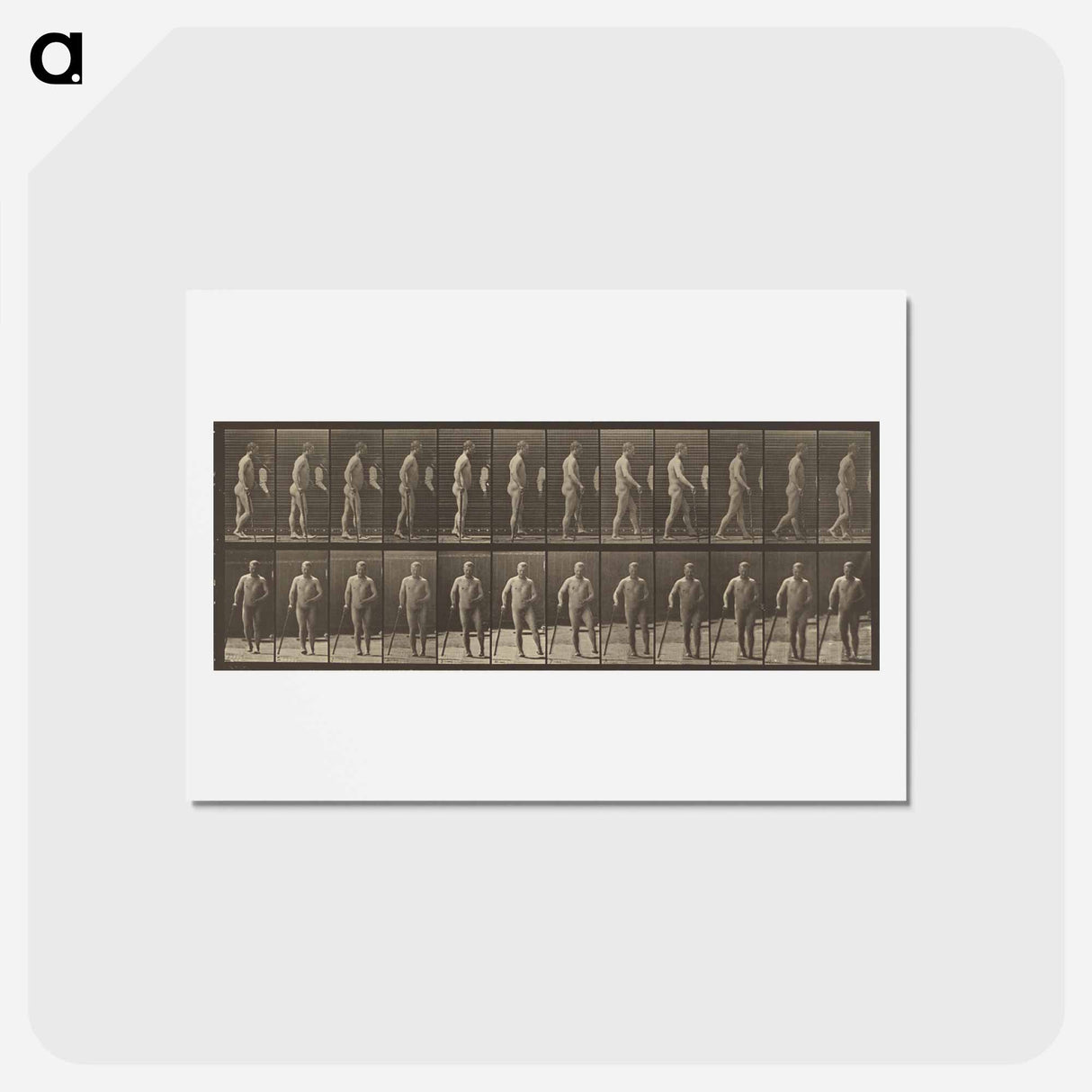 アートポストカード-Animal Locomotion
 - エドワード マイブリッジ Postcard.