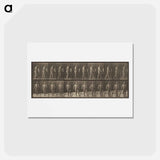 アートポストカード-Animal Locomotion
 - エドワード マイブリッジ Postcard.