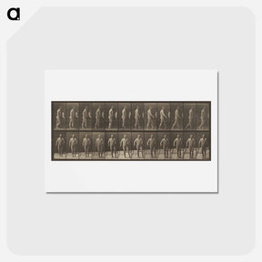 アートポストカード-Animal Locomotion
 - エドワード マイブリッジ Postcard.