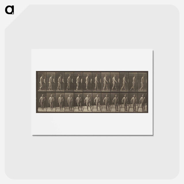 アートポストカード-Animal Locomotion
 - エドワード マイブリッジ Postcard.