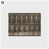 アートポストカード-Animal Locomotion
 - エドワード マイブリッジ Postcard.