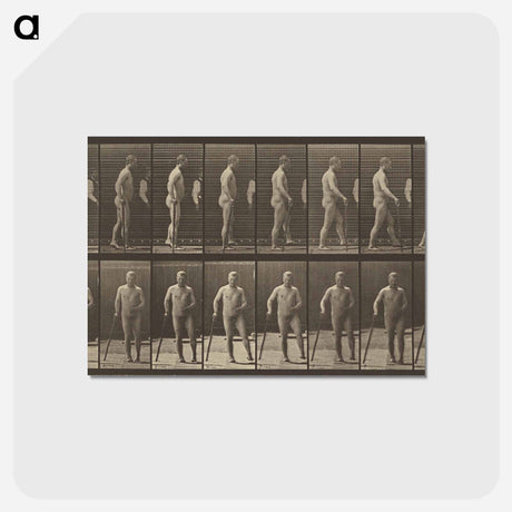 アートポストカード-Animal Locomotion
 - エドワード マイブリッジ Postcard.