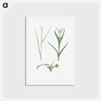 アートポストカード-Plant stem - ピエール ジョゼフ ルドゥーテ Postcard.