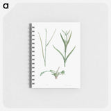 Plant stem - ピエール ジョゼフ ルドゥーテ Memo.