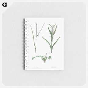 アートメモ帳-Plant stem - ピエール ジョゼフ ルドゥーテ Memo.