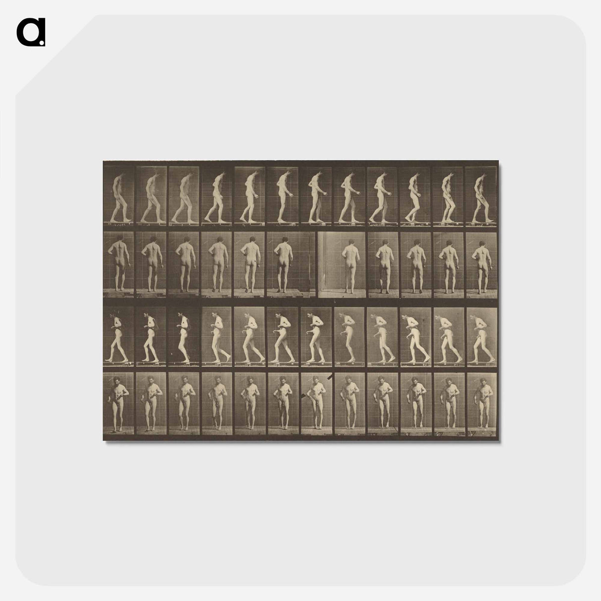 アートポストカード-Animal Locomotion
 - エドワード マイブリッジ Postcard.