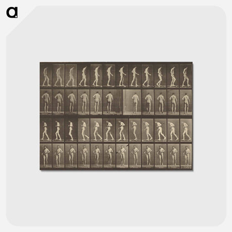 アートポストカード-Animal Locomotion
 - エドワード マイブリッジ Postcard.