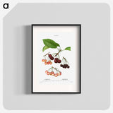 Cherry, Cerasus - Pierre Joseph Redouté Poster.