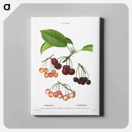 アートパネル-Cherry, Cerasus - ピエール ジョゼフ ルドゥーテ Canvas.