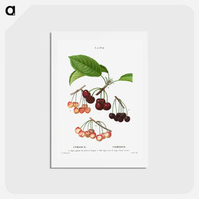 アートポストカード-Cherry, Cerasus - ピエール ジョゼフ ルドゥーテ Postcard.