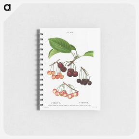 アートメモ帳-Cherry, Cerasus - ピエール ジョゼフ ルドゥーテ Memo.