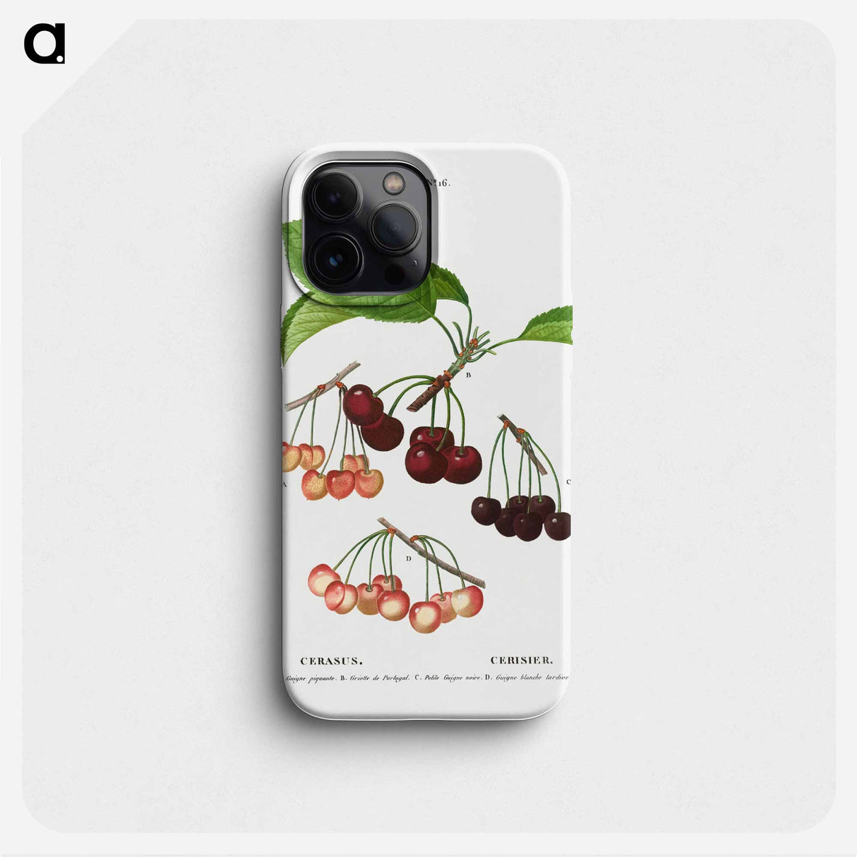 Cherry, Cerasus - ピエール ジョゼフ ルドゥーテ Phone Case.