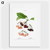 Cherry, Cerasus - Pierre Joseph Redouté Poster.
