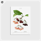 アートポストカード-Cherry, Cerasus - ピエール ジョゼフ ルドゥーテ Postcard.