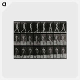 アートポストカード-Man Walking
 - エドワード マイブリッジ Postcard.