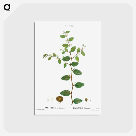 アートポストカード-Christ's thorn, Paliurus aculeatus - ピエール ジョゼフ ルドゥーテ Postcard.