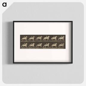 アートポスター-Animal Locomotion
 - エドワード マイブリッジ Poster.