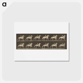 アートポストカード-Animal Locomotion
 - エドワード マイブリッジ Postcard.